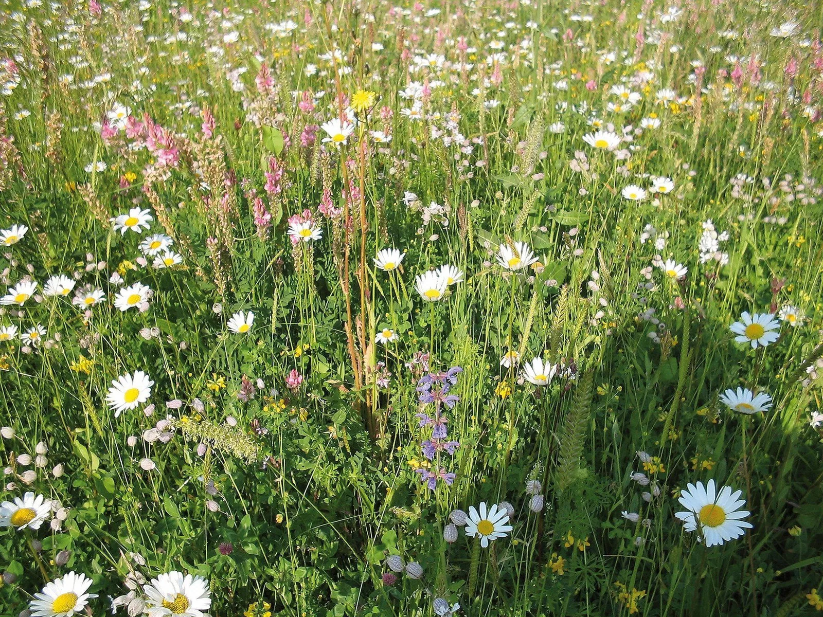 Blumenwiese