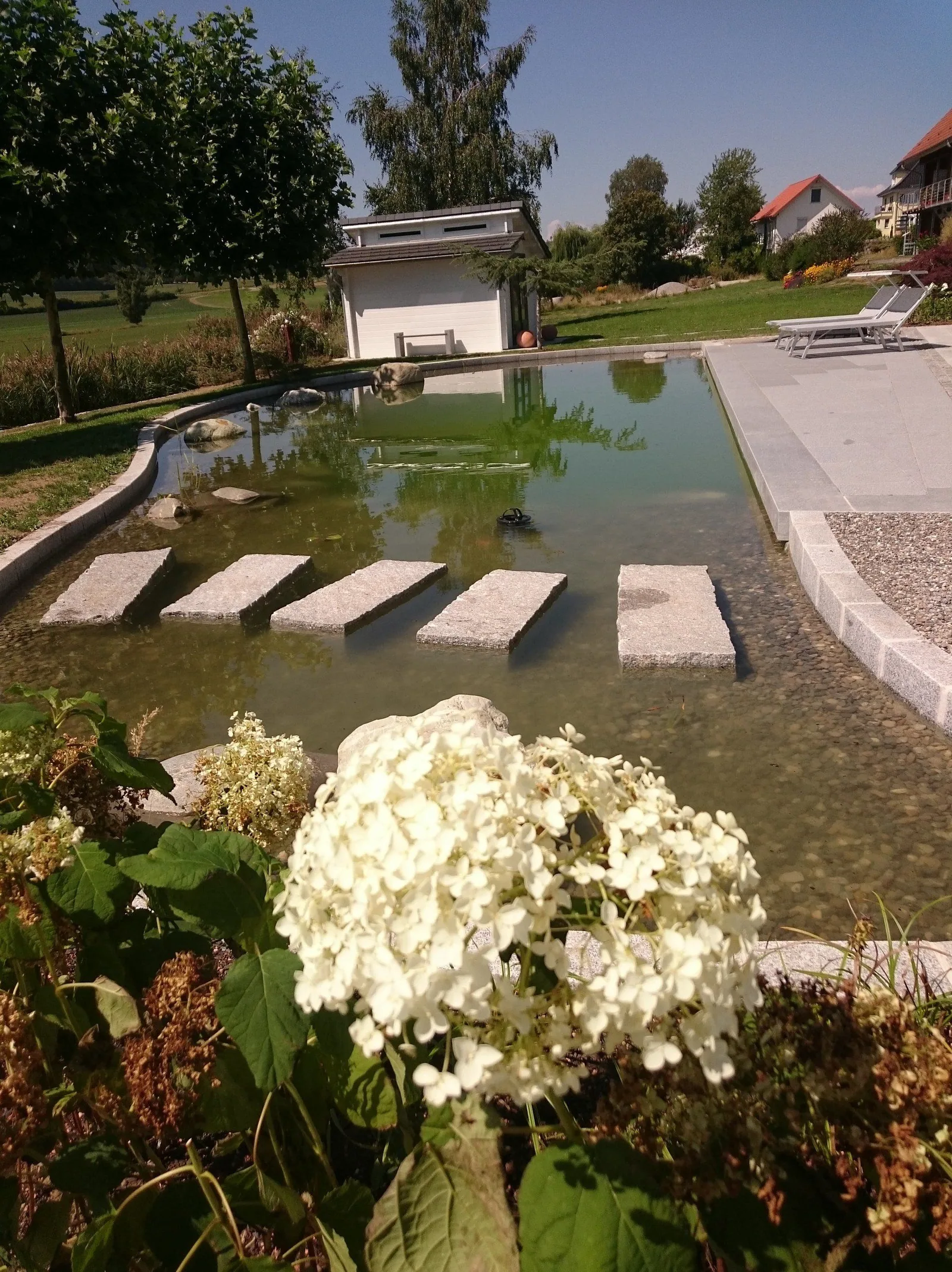 Hortensien am Teichrand