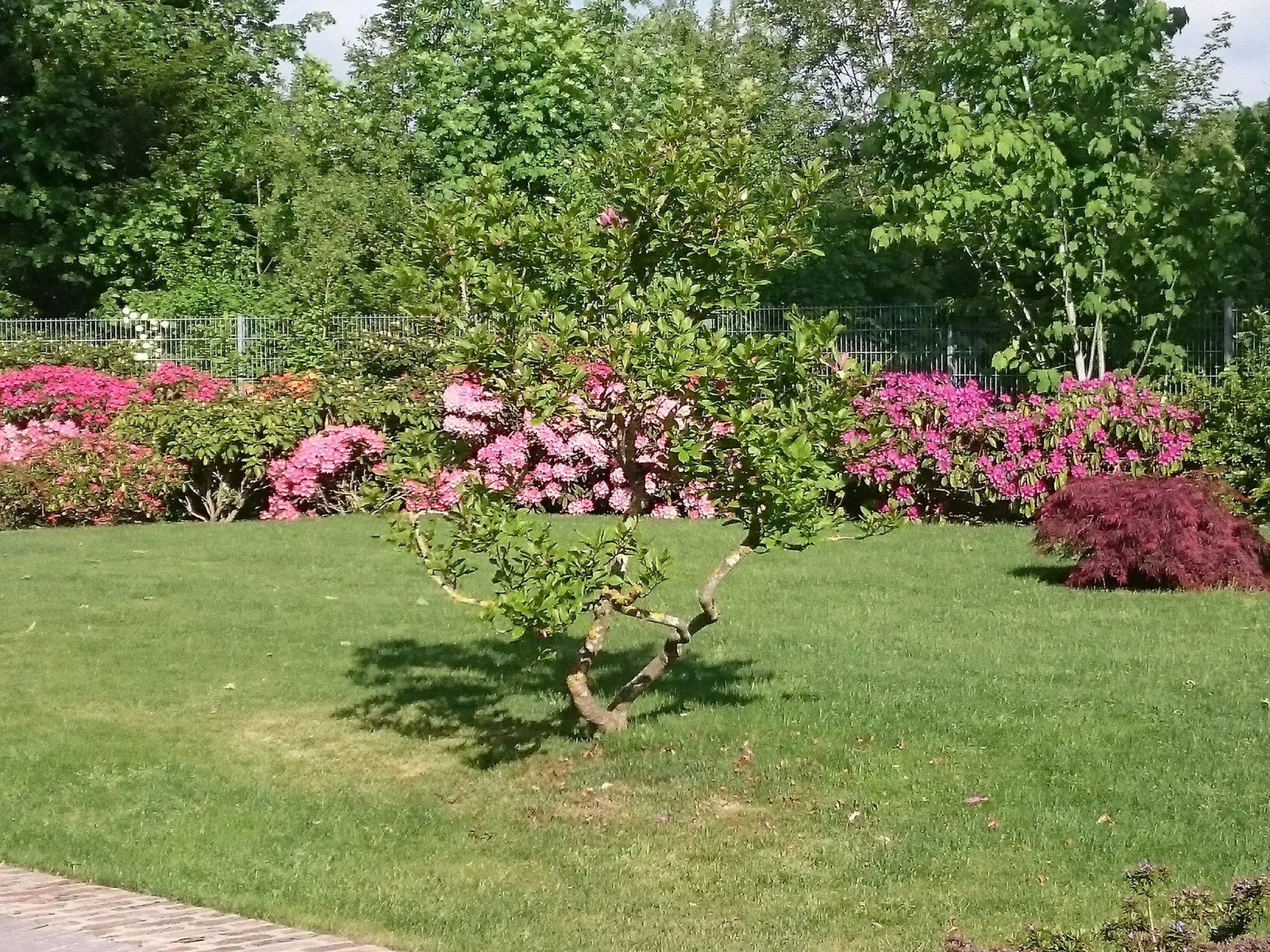 Blühende Rhododendren im Rasen