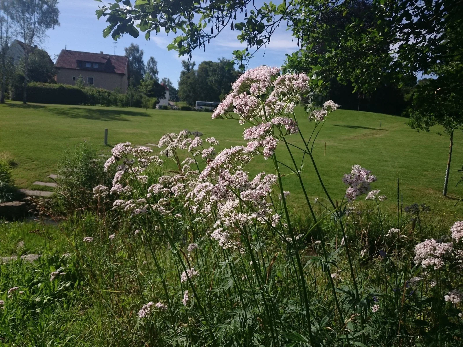 Stauden im Sommerflor